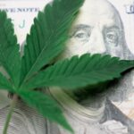 The Future of the Cannabis Market in the US